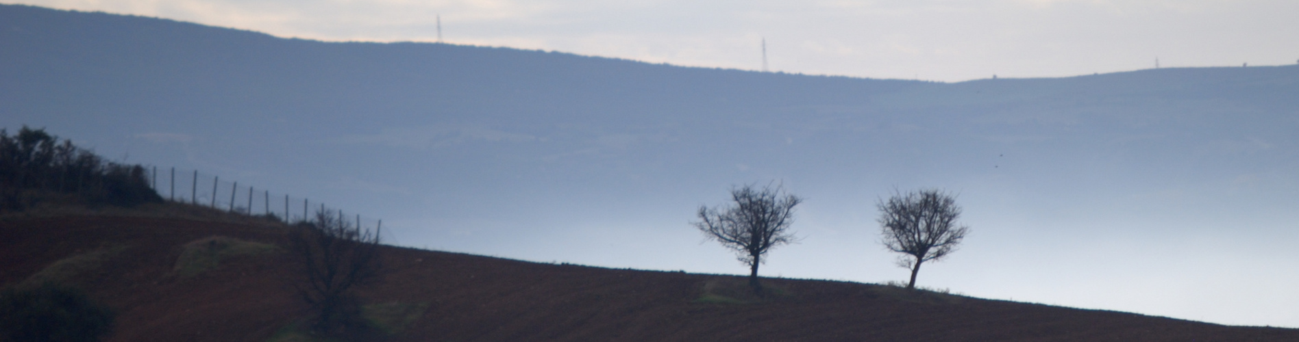 Twin trees in Fogisland...