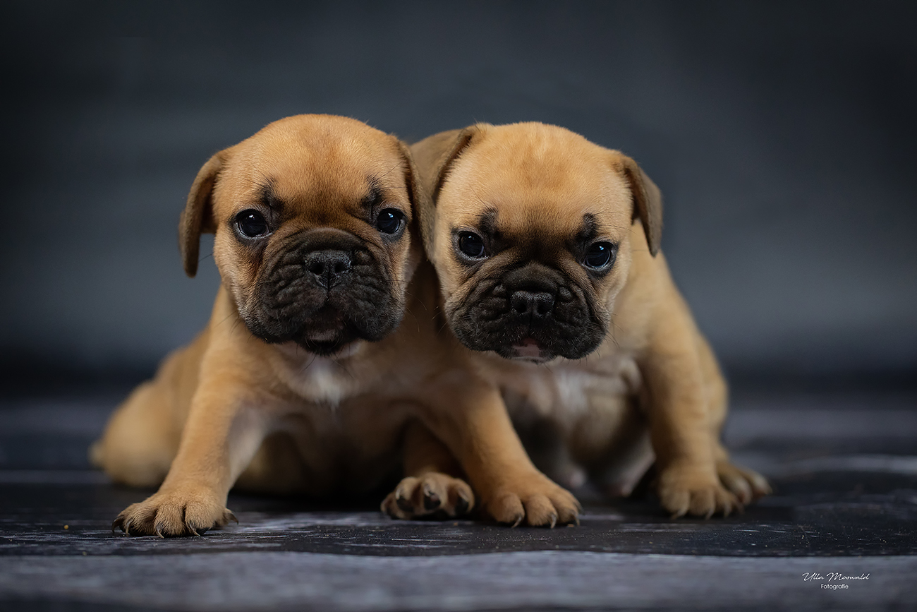 twins... Foto & Bild | hunde, hund, dog Bilder auf fotocommunity