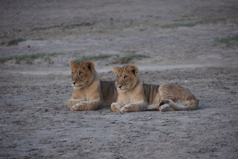 Twins von BineZ 