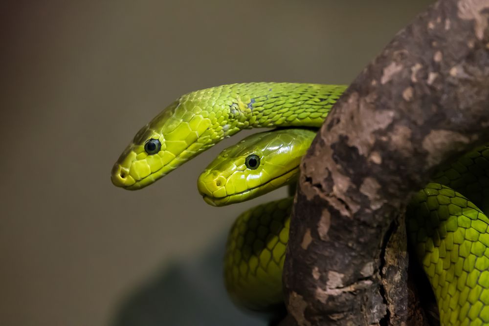 TWINS - grüne Mamba