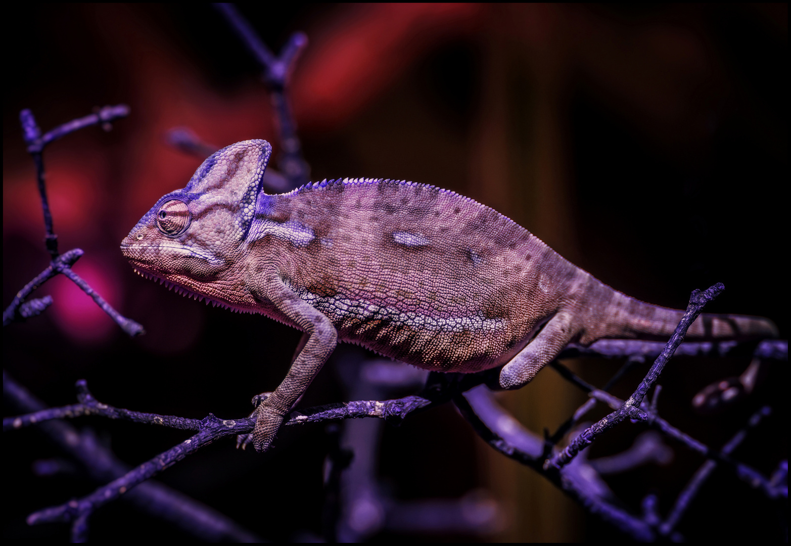 "Twisted Colours" (2) - Blacklight Chameleon