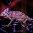 "Twisted Colours" (2) - Blacklight Chameleon