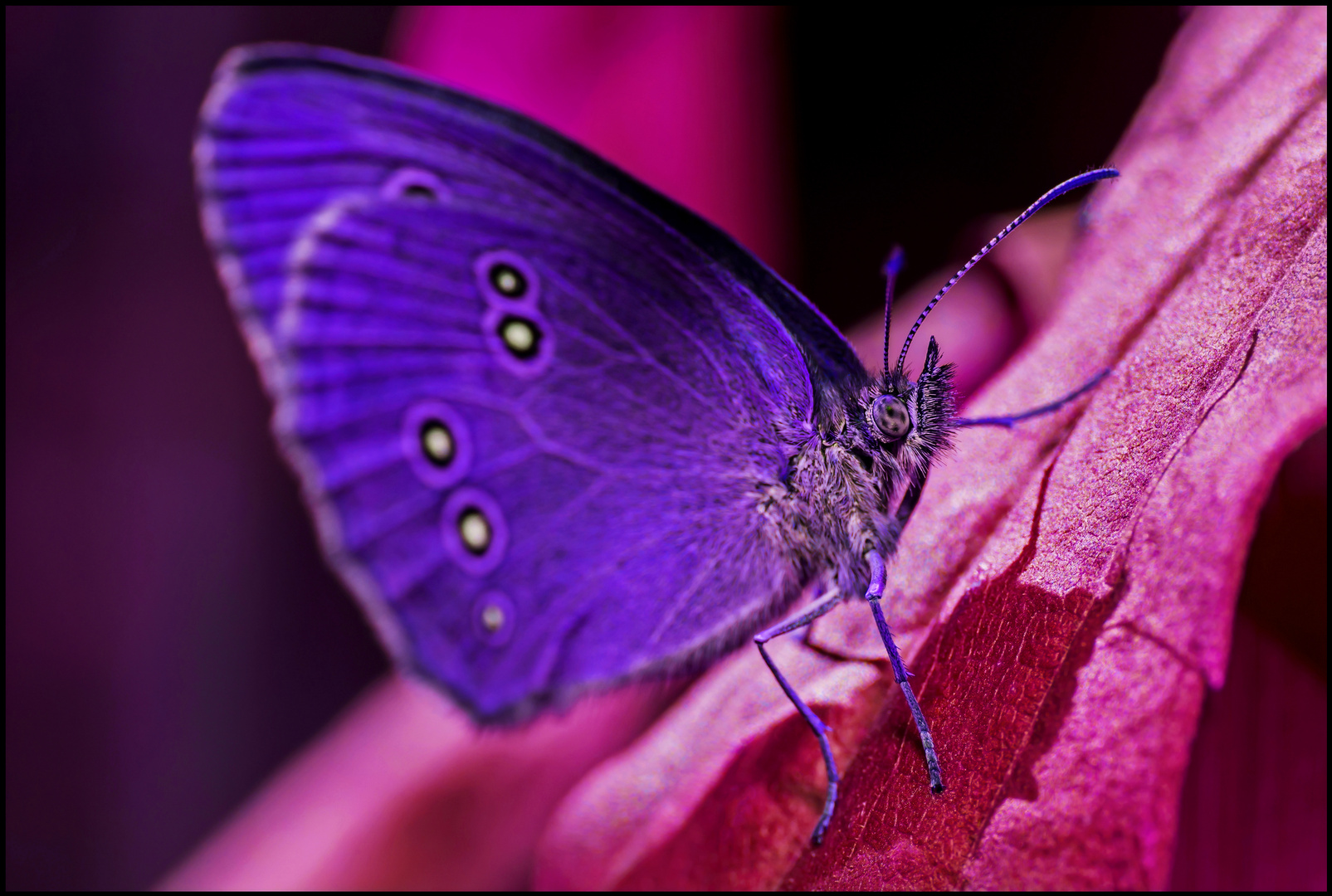 "Twisted Colours" (4) - Purple Ringlet Visions
