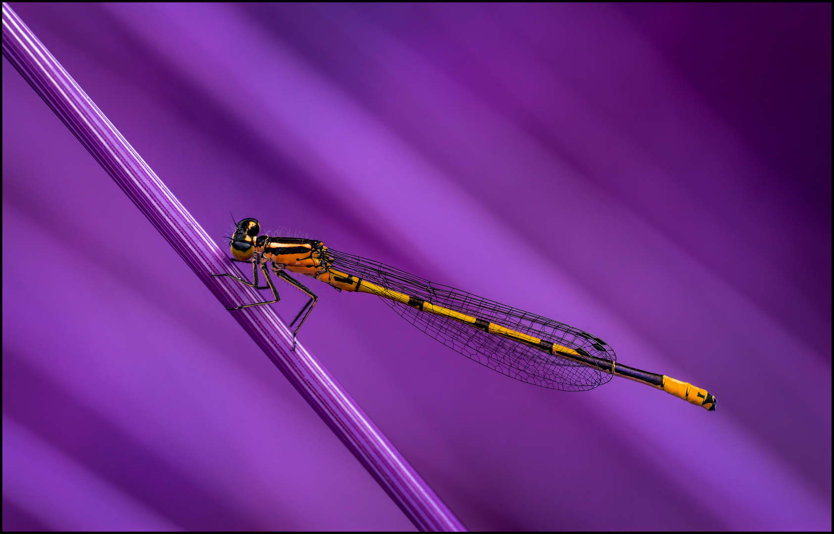 "Twisted Colours" (5) - Goldwing Dragonfly