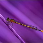 "Twisted Colours" (5) - Goldwing Dragonfly