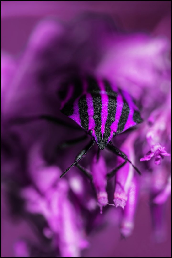 "Twisted Colours" (6) - Beetlejuice