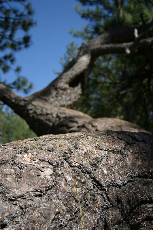 Twisted Pine