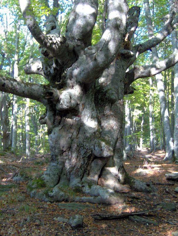 Twisted Tree