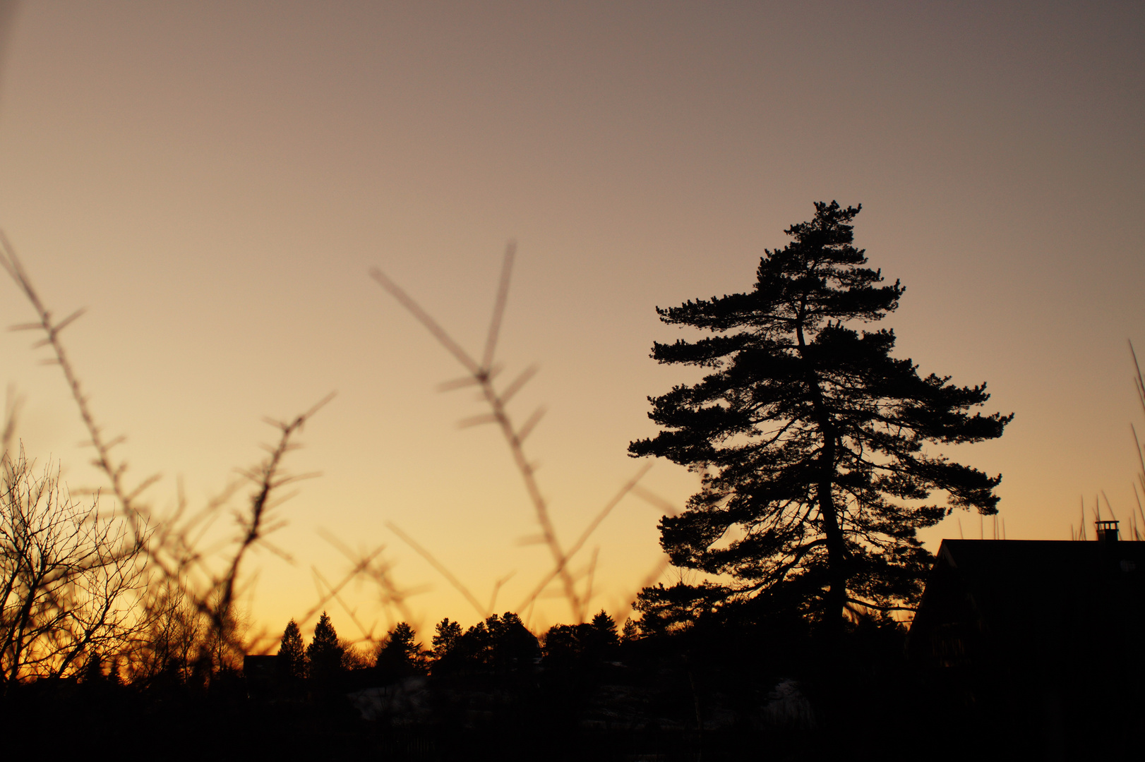 Twisted tree