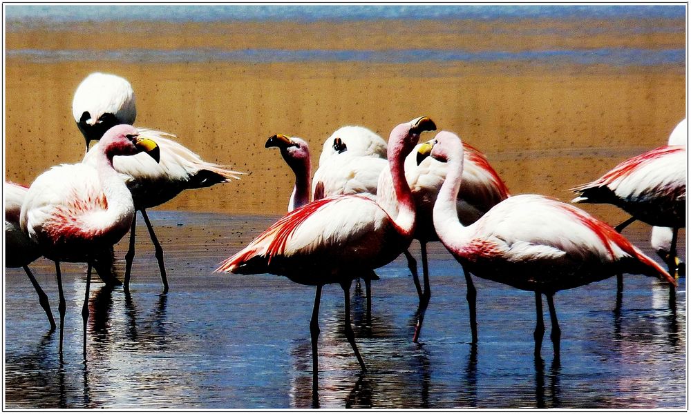 twitternde Flamingos