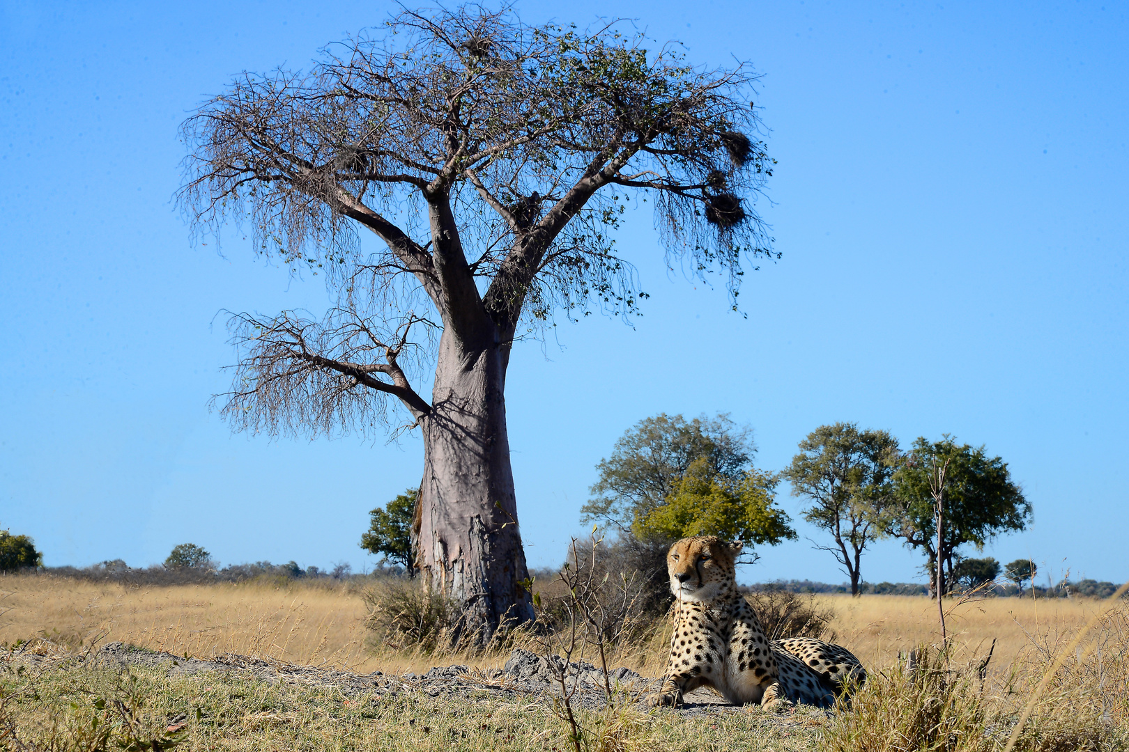 Two African icons