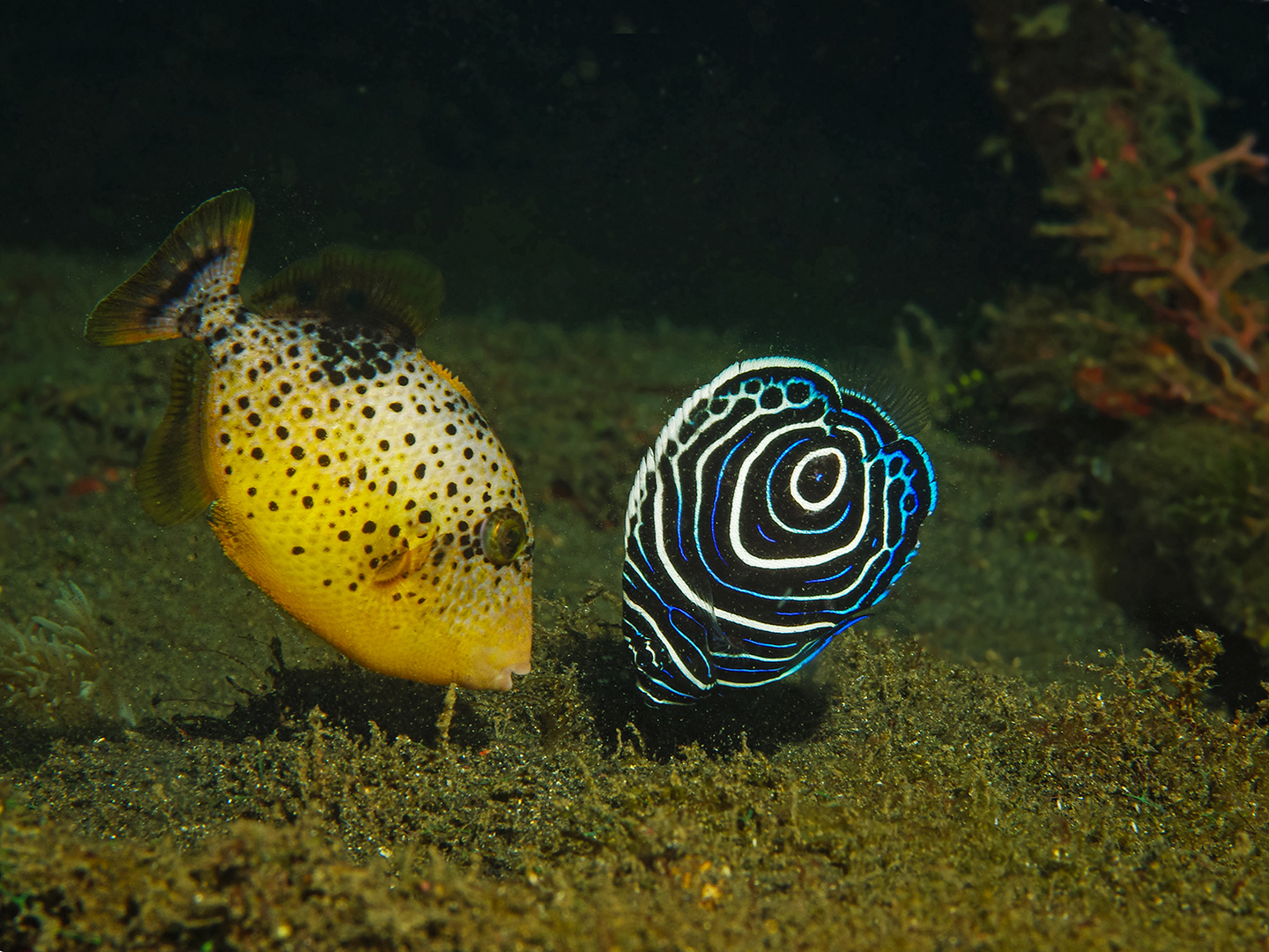 " Two Babies" Juveniler Imperator-Kaiser und Drücker Fisch