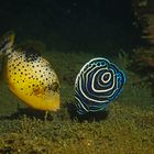 " Two Babies" Juveniler Imperator-Kaiser und Drücker Fisch