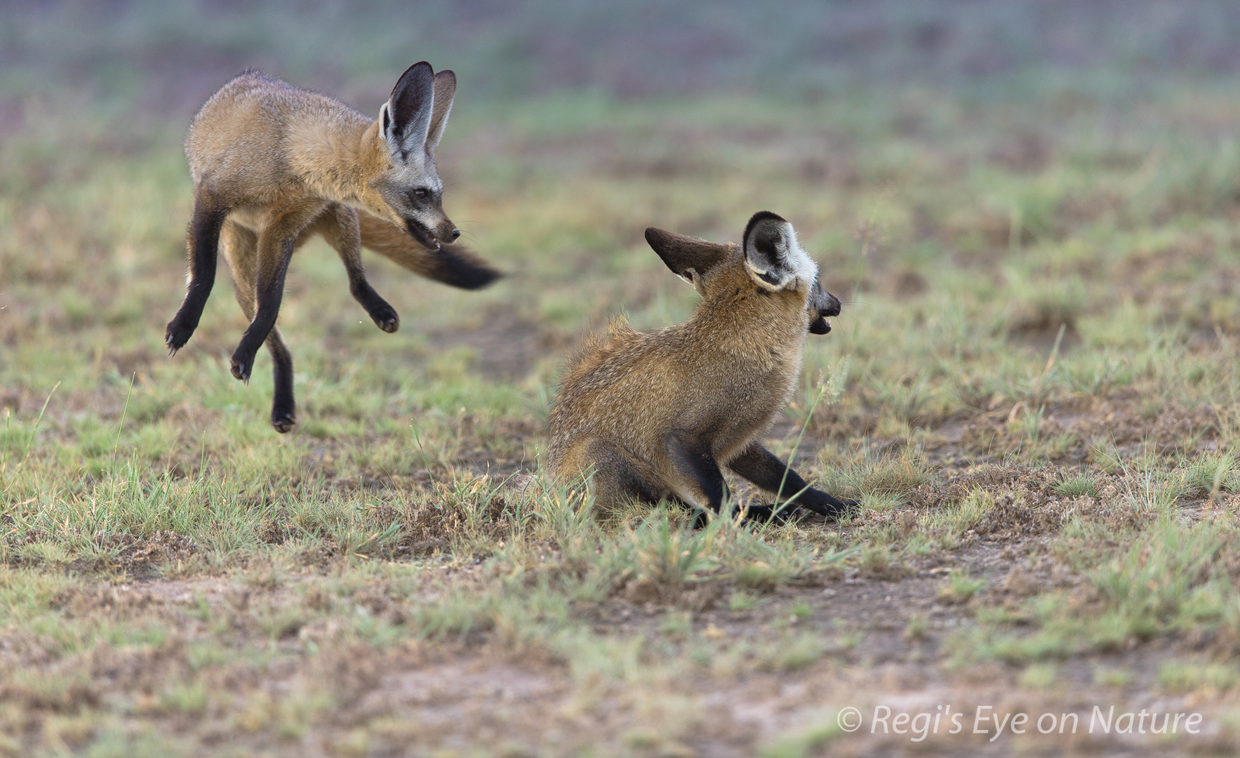 Two bad eared foxes playing in the Kalahari desert