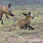 Two bad eared foxes playing in the Kalahari desert