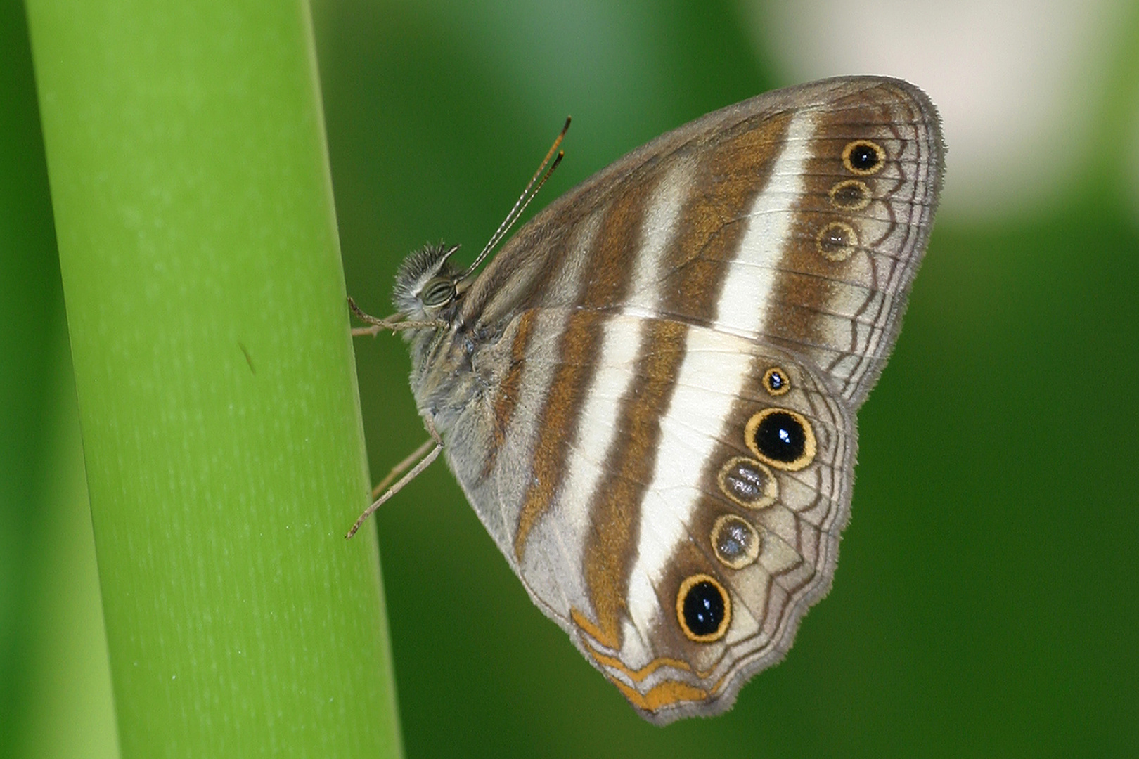 Two-banded Satyr (Pareuptychia ocirrhoe ocirrhoe)