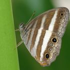 Two-banded Satyr (Pareuptychia ocirrhoe ocirrhoe)