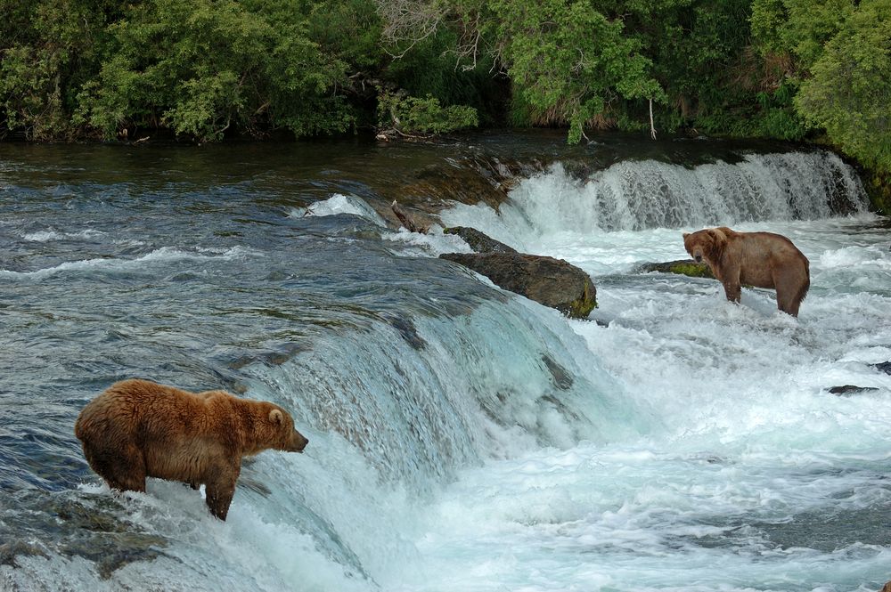 Two Bears in Alaska von Bär Tig 