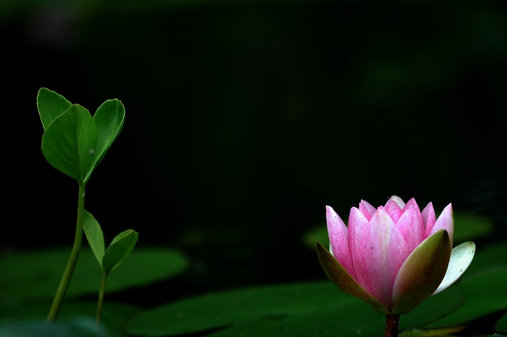 Two beauties in one pond