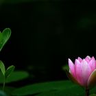 Two beauties in one pond