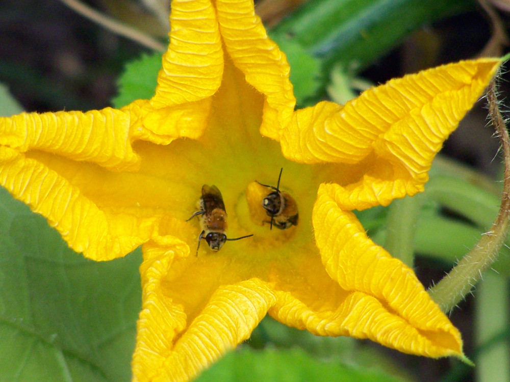 two bees in a flower