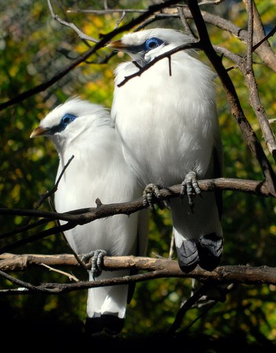 Two birds in white