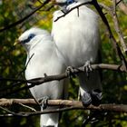 Two birds in white