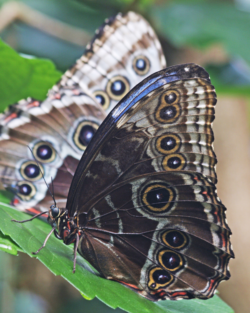 Two Blue Morphos Ventral Side  (Papilio peleides)