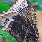 Two Blue Morphos Ventral Side  (Papilio peleides)