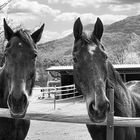 Two braun horses BW