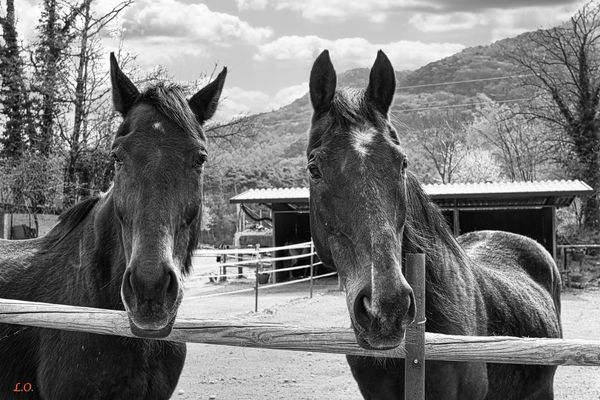 Two braun horses BW