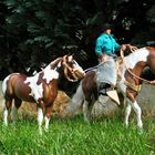 Two Breyer Horses& Cowboy