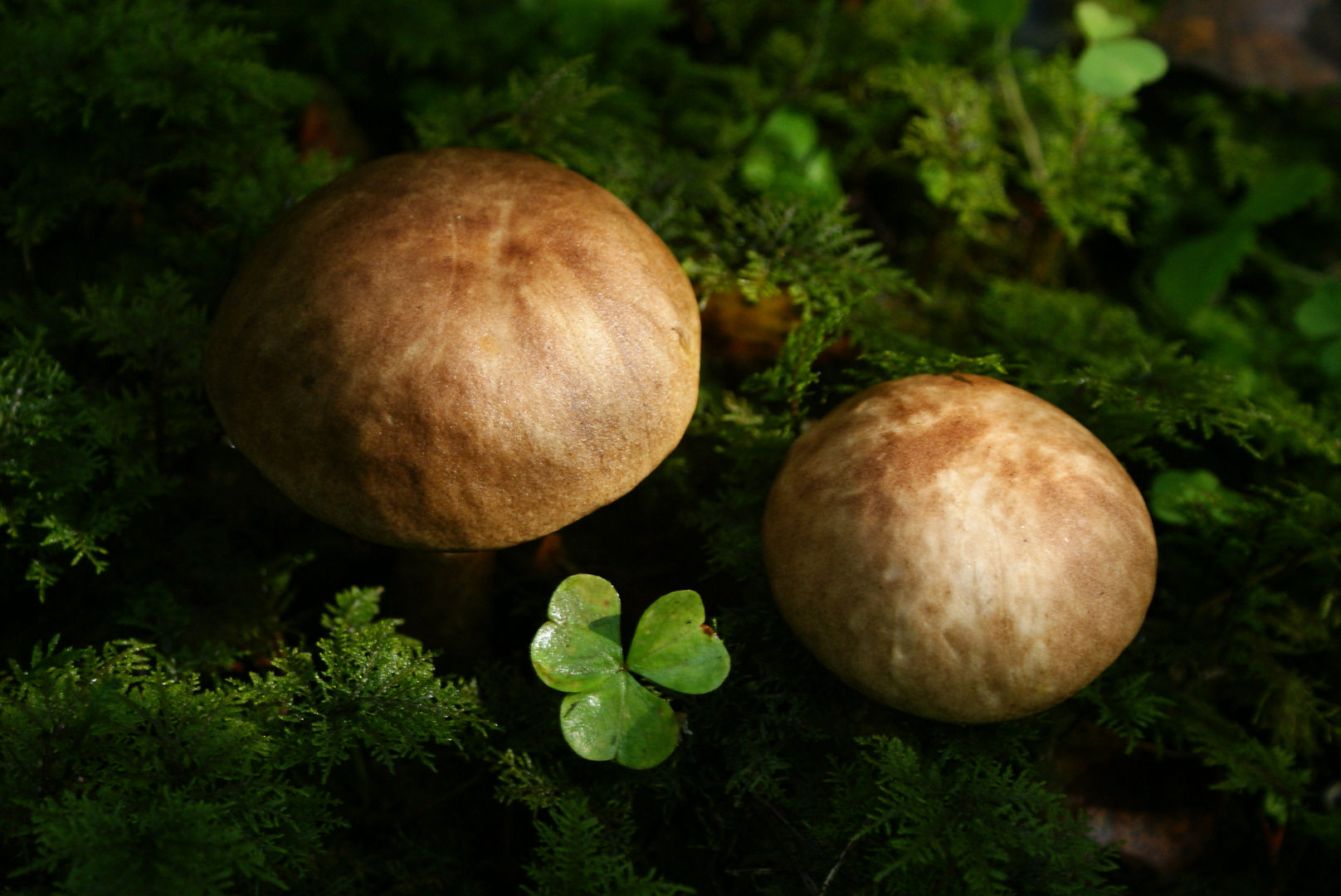 Two brothers in the forest waiting for someone to pick them up :)