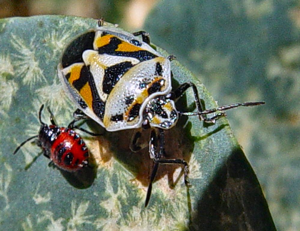 Two Bugs