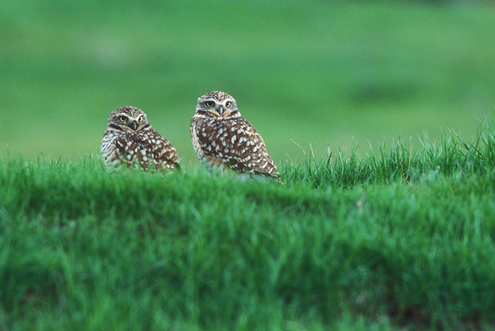 Two Burrowing Owls on the Golf Course