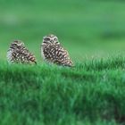 Two Burrowing Owls on the Golf Course