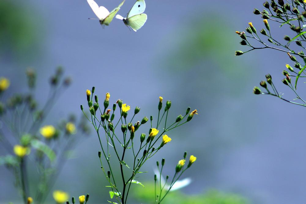 two butterflys