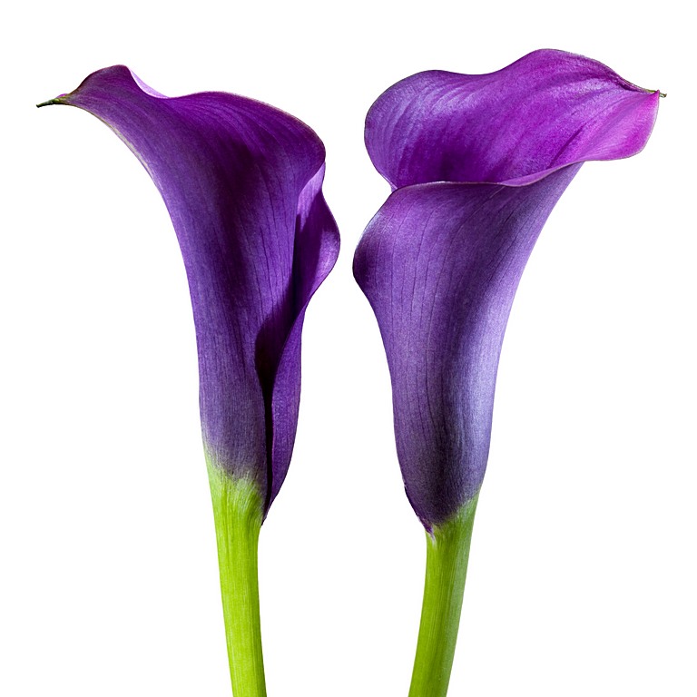 Two Callas