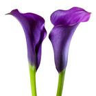 Two Callas