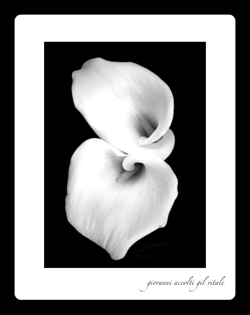 Two Callas