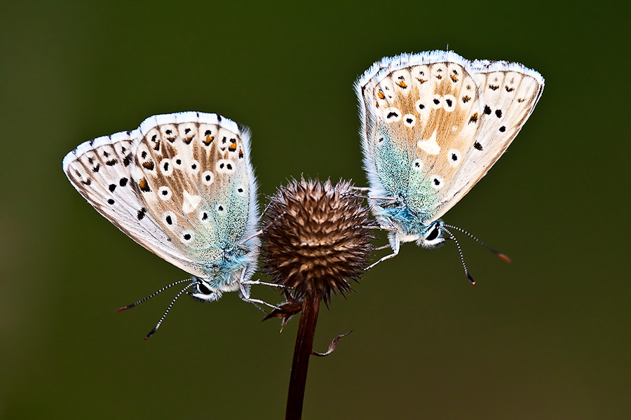 Two Common Blue