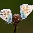 Two Common Blue