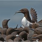 Two Common Murre with fish   . . .