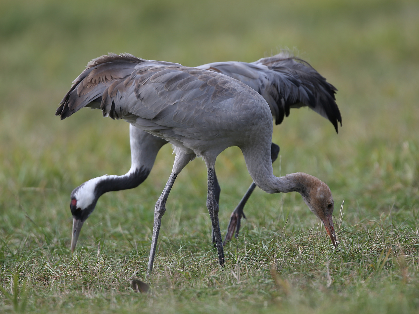 Two cranes