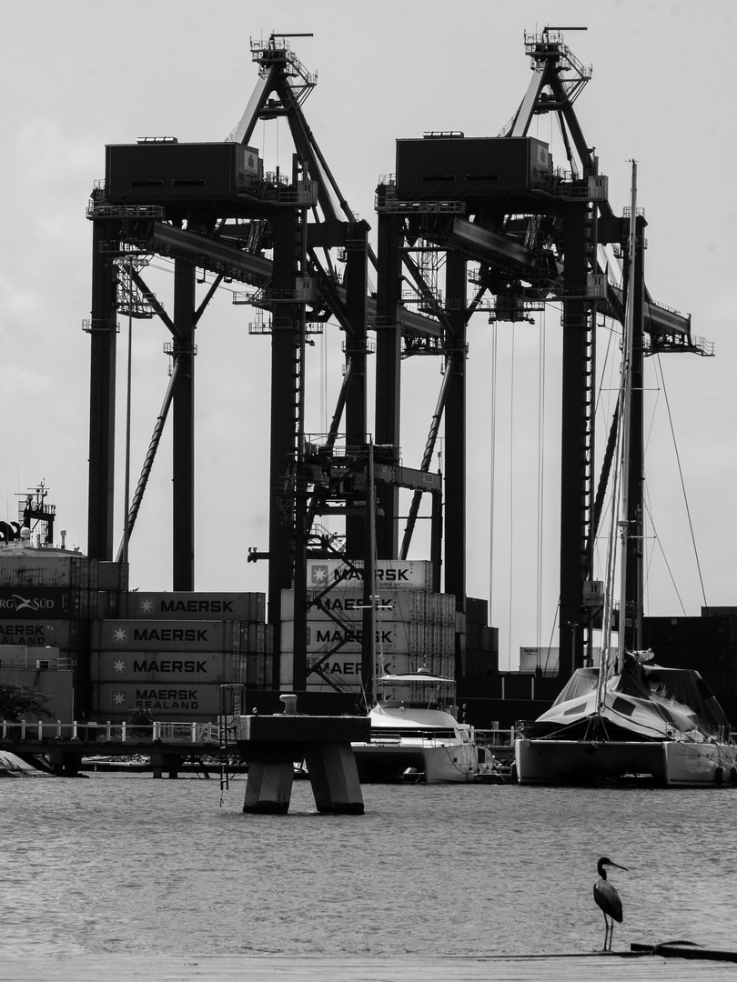 Two Cranes And a Bird, Cartagena, Colombia, 2020 (4x3)