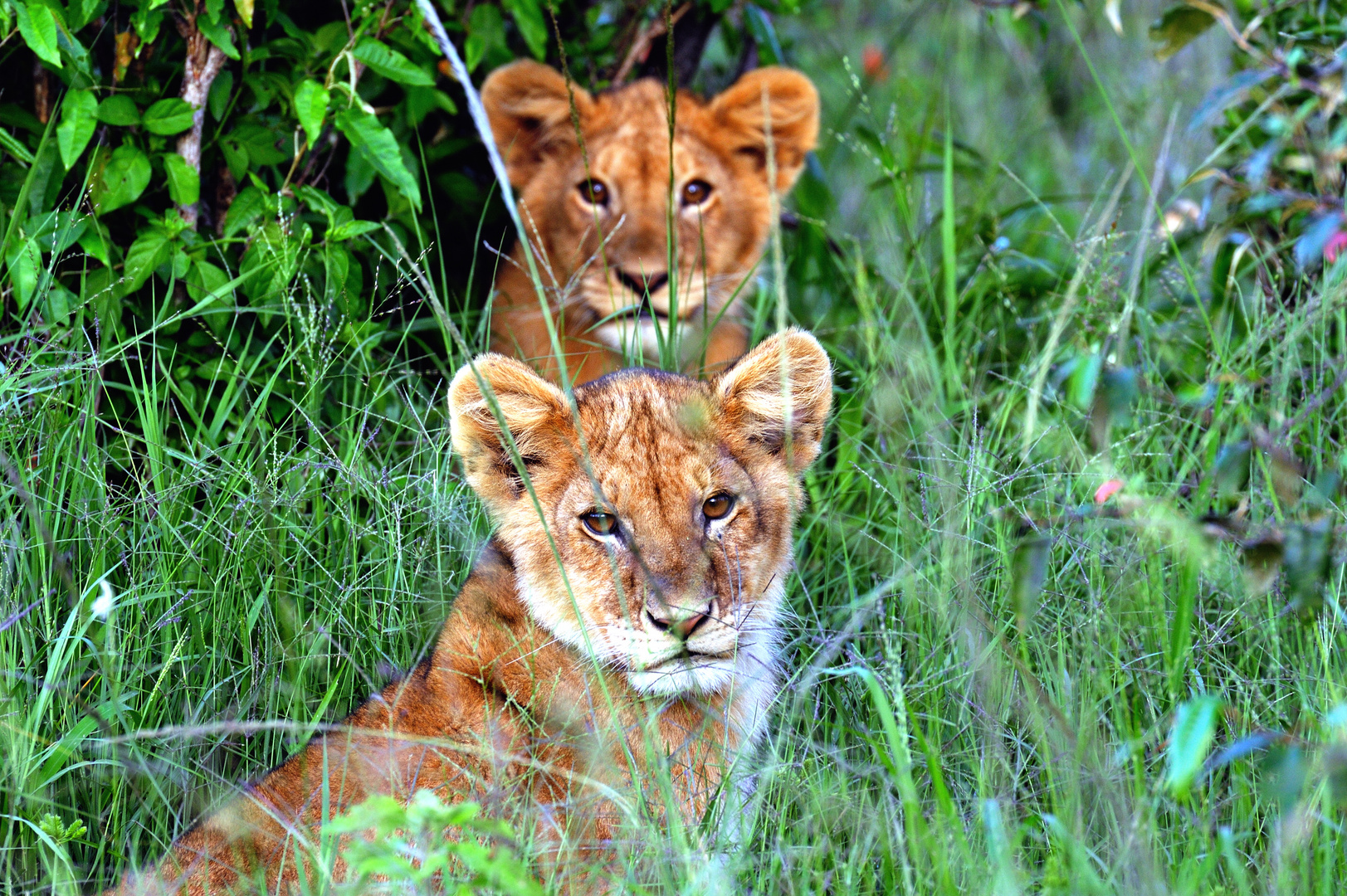 two cubs watching, Masai Mara, Kenya
