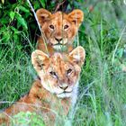 two cubs watching, Masai Mara, Kenya