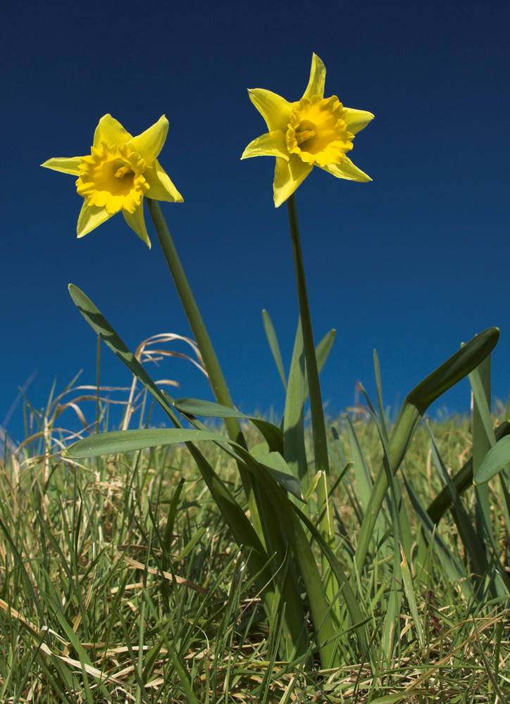 Two Daffs