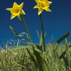 Two Daffs