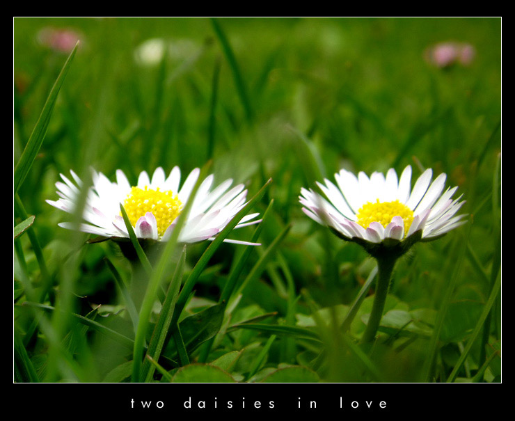 two daisies in love.